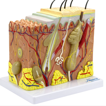 Nasco Human Skin Section, 70 Times Enlarged (MG21067)
