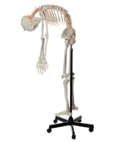 Flexible Human Adult Skeleton, Mounted (MG35315)