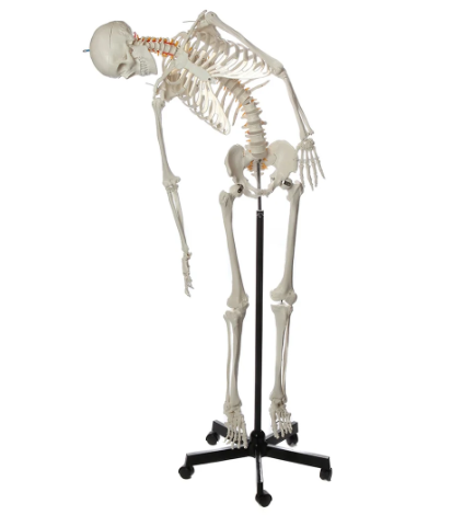Flexible Human Adult Skeleton, Mounted (MG35315)
